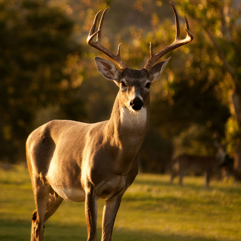 Whitetail Deer